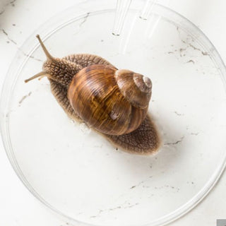 Snail Secretion Filtrate